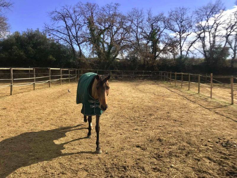 Caballo con manta en su paddock junto al bosque