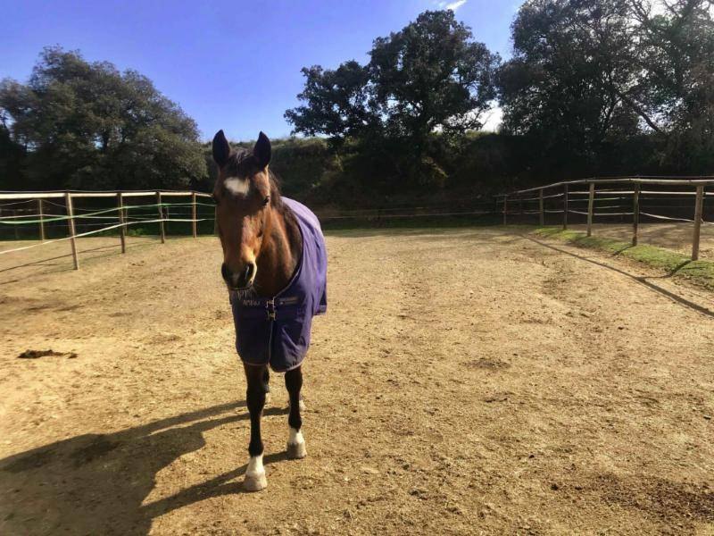 Caballo con manta en su paddock