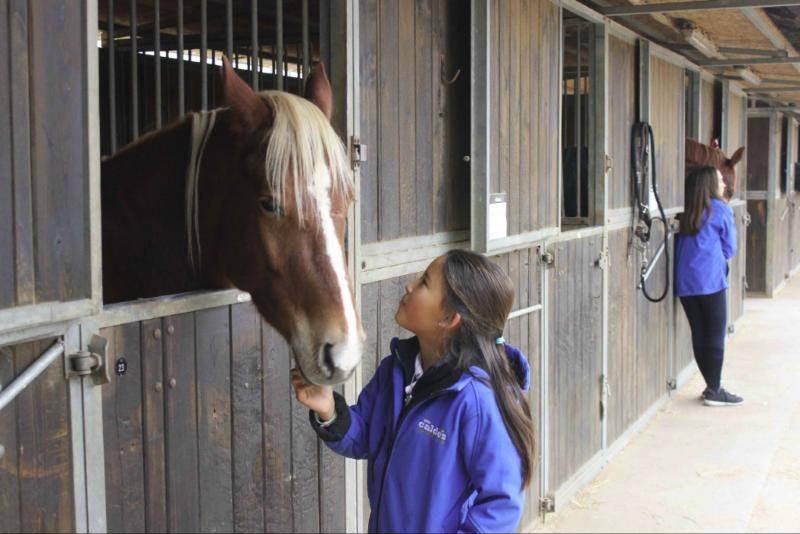 Niña acariciando a un caballo